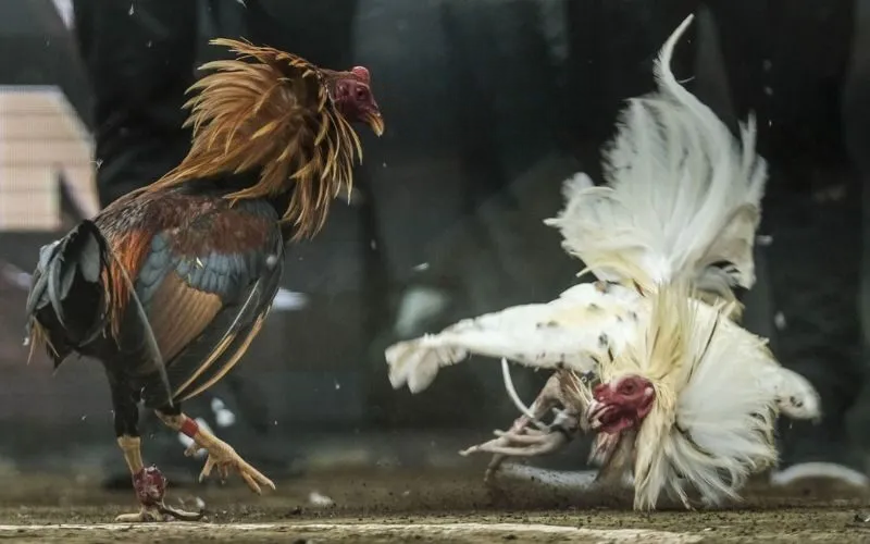 Đá Gà W388 – Sân Chơi Đá Gà Đẳng Cấp Của Các Chiến Kê